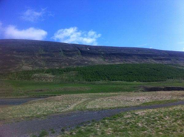 Kerstin-N-Iceland-Forested-slope-w.jpg