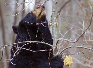 Tracking Tips: Looking Closely at Bear Nests thumbnail