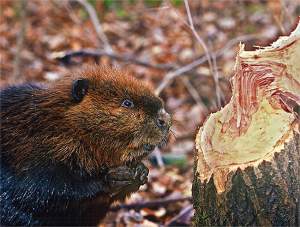 Tracking Tips: Beavers at Home for the Winter thumbnail