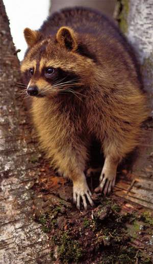 Tracking Tips: Raccoon or Otter? thumbnail