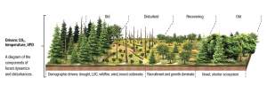 Climate Stress Creating Shorter and Younger Forests thumbnail