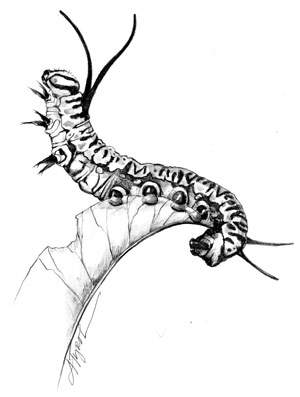 The Caterpillar: A Larval Marvel thumbnail