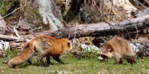 Fox Versus Raccoon thumbnail