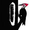 large_nw_logo_woodpecker_100sq.jpg