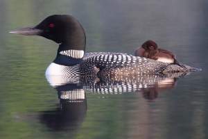 Lessons on Loon Breeding Success from the North thumbnail