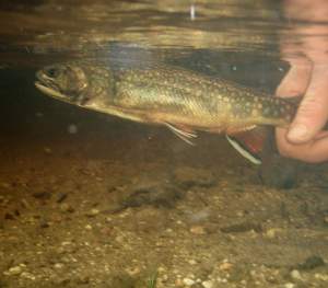 Vermont Brook Trout Numbers a Bright Spot in Region thumbnail