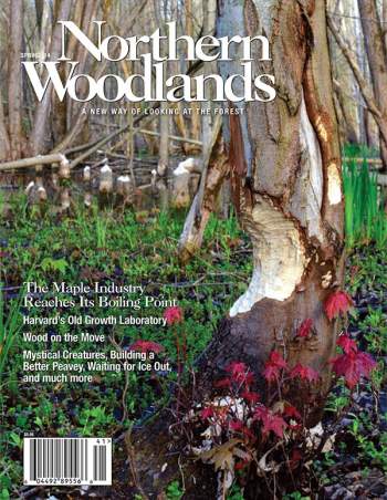 Cover image by Mandy Applin spring14.jpg cover 