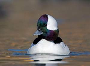 Bufflehead
Bucephala albeola
13.5”, 13 oz.

From the Field Guide: Diving Duck. Smallest duck; tiny, compact, and short billed. Usually silent. Nests in tree cavities and winters in small flocks on lakes and bays.

Hunting notes: Colloquially called a “butterball” because it feeds very heavily and dramatically increases its body fat reserves in preparation for migration. Often seen with goldeneyes during the migration south. Very pretty duck whose details can be appreciated when held in hand. 

Ecology: A diving duck. Frequently uses cavities excavated by northern flickers. This species is most common in winter along the coast. 