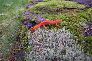 The red eft is the dispersing form of the eastern newt. 