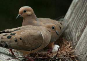 Male mourning doves present females with several potential nesting sites to choose from, while simultaneously defending said sites from rivals. Once he's convinced a wandering female to nest in his territory, he'll gather nesting material for her. Chicks can survive on their own five to nine days after leaving the nest, and most leave the nest area within two to three weeks of fledging.  