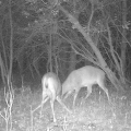 Northern Woodlands Game Camera Deer Fight Photo: Northern Woodlands