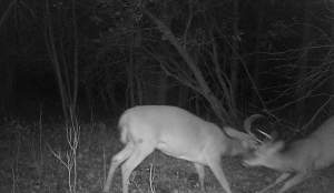 Northern Woodlands Game Camera Deer Fight 