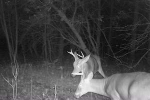 Northern Woodlands Game Camera Deer Fight 