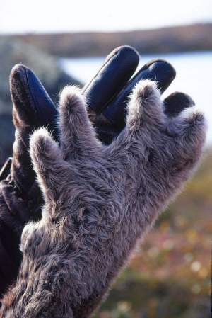 This is a caribou antler, but the furry velvet in the shape of a hand was too photogenic to resist. 