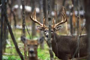 By late September, all traces of velvet are gone. By November, bucks are completely fixated on does. 