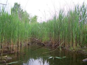 Common reed (Phragmites australis) – This wetland invasive, taking advantage of ditches alongside timber access roads, is one of the few invasives moving into Maine’s North Woods. Limited efforts are underway to keep it from becoming more widespread in remote areas. 