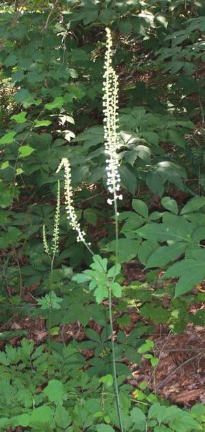 BLACK COHOSH. Actaea racemosa. Used in labor, childbirth, and menopause. Lowers blood pressure and cholesterol. Treatment of snake bites.  