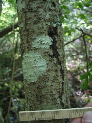Mature poison sumac can appear more treelike than bushlike. 