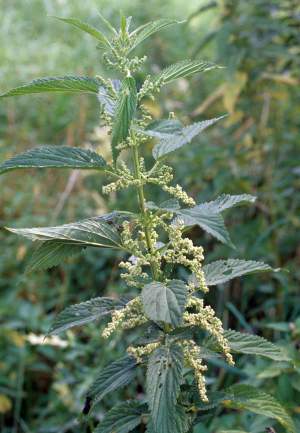 Stinging nettle has highly serrated, deep green, opposite leaves that grow from a wiry stem. It's a dioecious plant, which means that male and female flowers grow on separate plants. 