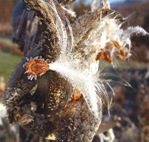 Common milkweed (Asclepias syriaca) seeds and seedpod. 