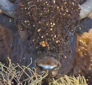 Young bull wood bison with burdock and thistle seeds in Manitoba. 