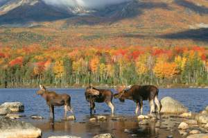 The patient observer is sometimes rewarded with breathtakingly close wildlife encounters: three moose against a brilliant fall backdrop. 