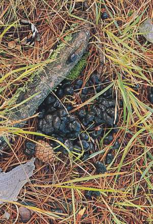 Signs that wildlife have been through an area recently – and might come back: white-tailed deer droppings. 