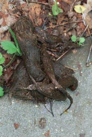 Signs that wildlife have been through an area recently – and might come back: coyote scat. 