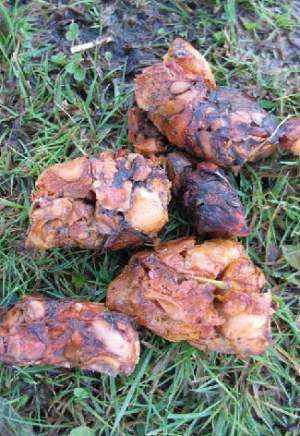 Signs that wildlife have been through an area recently – and might come back: apple-filled bear scat. 