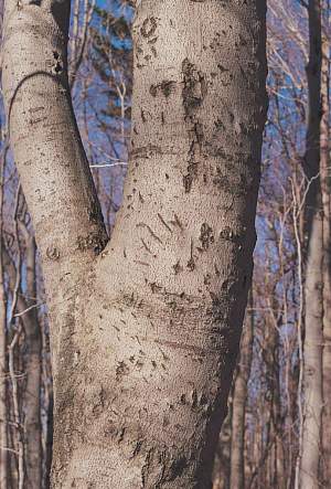 Signs that wildlife have been through an area recently – and might come back: heavily bear-clawed beech trees. 
