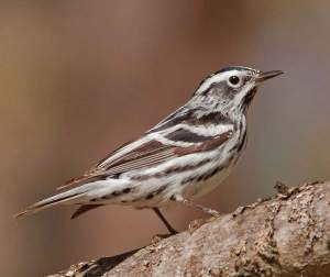 Black and White Warbler.
 