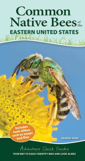 Common Native Bees of the Eastern United States thumbnail