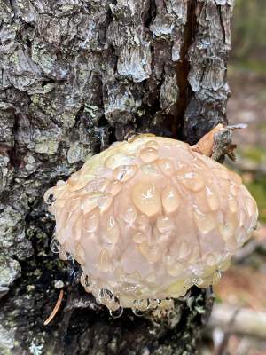 Perspiring Mushrooms? thumbnail