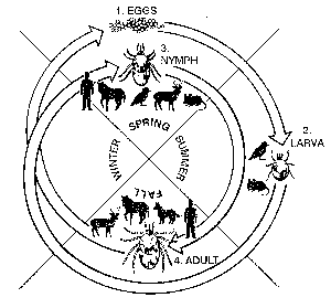 Deer Life Cycle