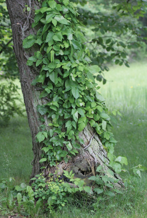 poison ivy vine. Poison ivy can be quite