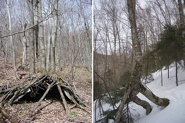 Tiptoe Trees Image