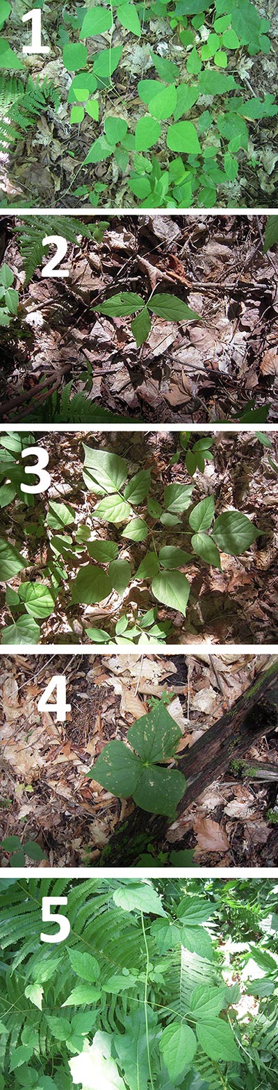 Leaves of Three Image