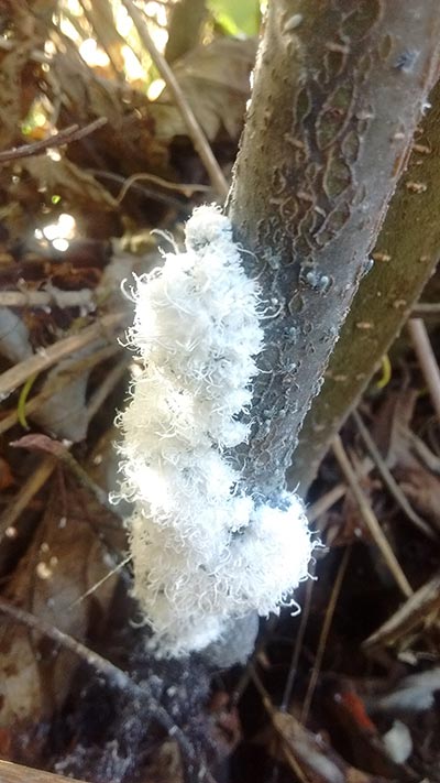 Fuzzy Puzzler Image