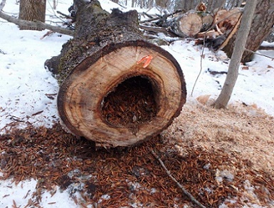 Log Spill Image