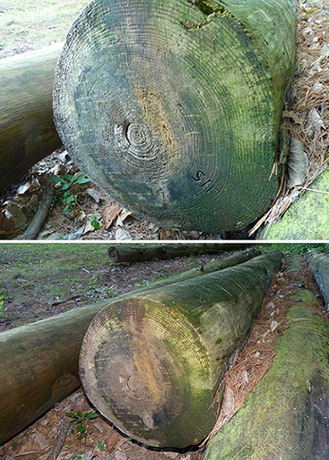 Mossy Mystery Image