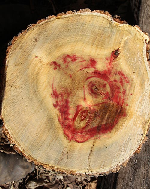 Mystery in Rouge Image