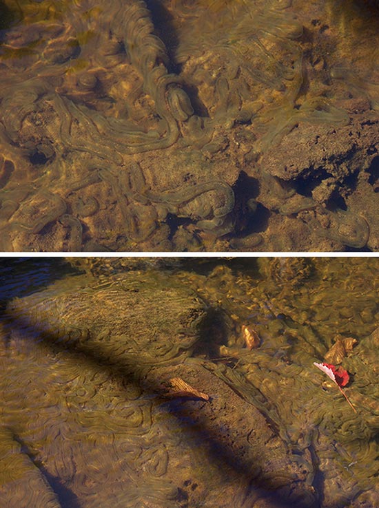 What in the Water? Image