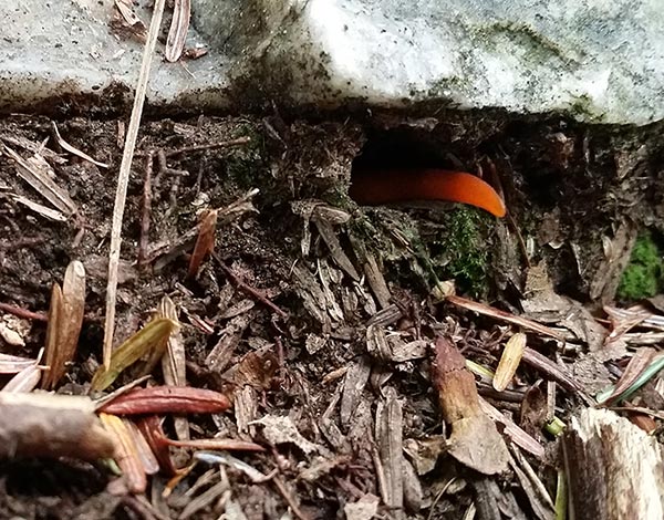 Forest Floor Mystery Image