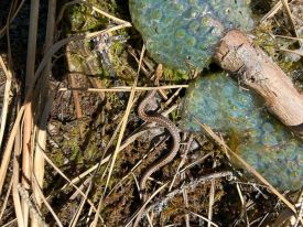 Baby garter snake thumbnail