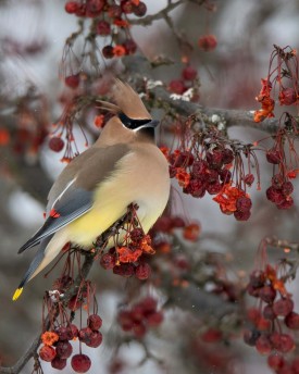 Cedar waxwing thumbnail