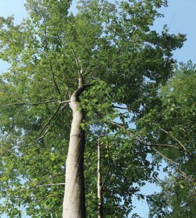 Crop tree thumbnail