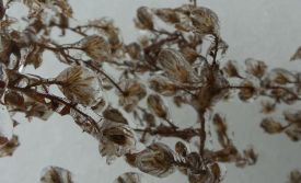1_december-ice-storm.jpg thumbnail