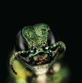 1_eab_closeup.jpg thumbnail