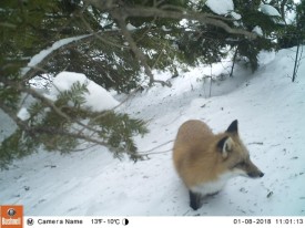 1_fox_news.jpg thumbnail