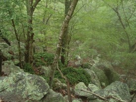 Talus slope thumbnail